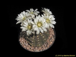 Gymnocalycium ragonesii 30